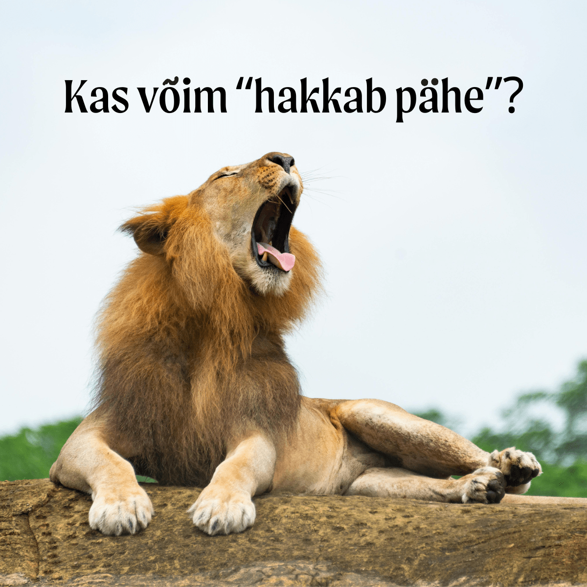 Kas võim hakkab pähe? Pilt möirgavast lõvist